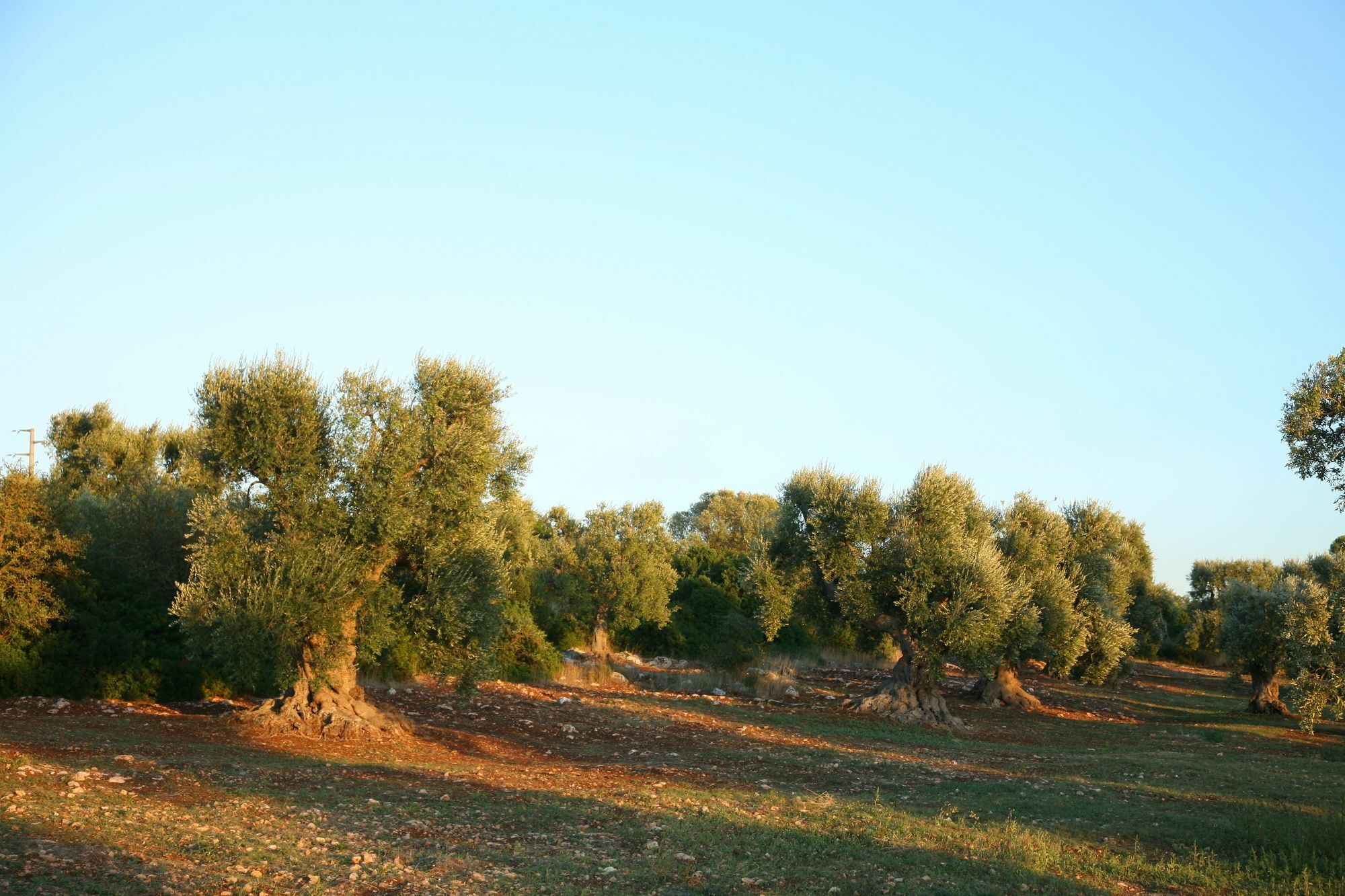 Masseria Montecchie Ceglie Messapica Exterior photo